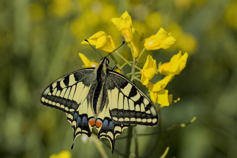 Internartional Art Gallery “Elite Patronage” presents: Butterflies through the lens of Dr. René Kanzler