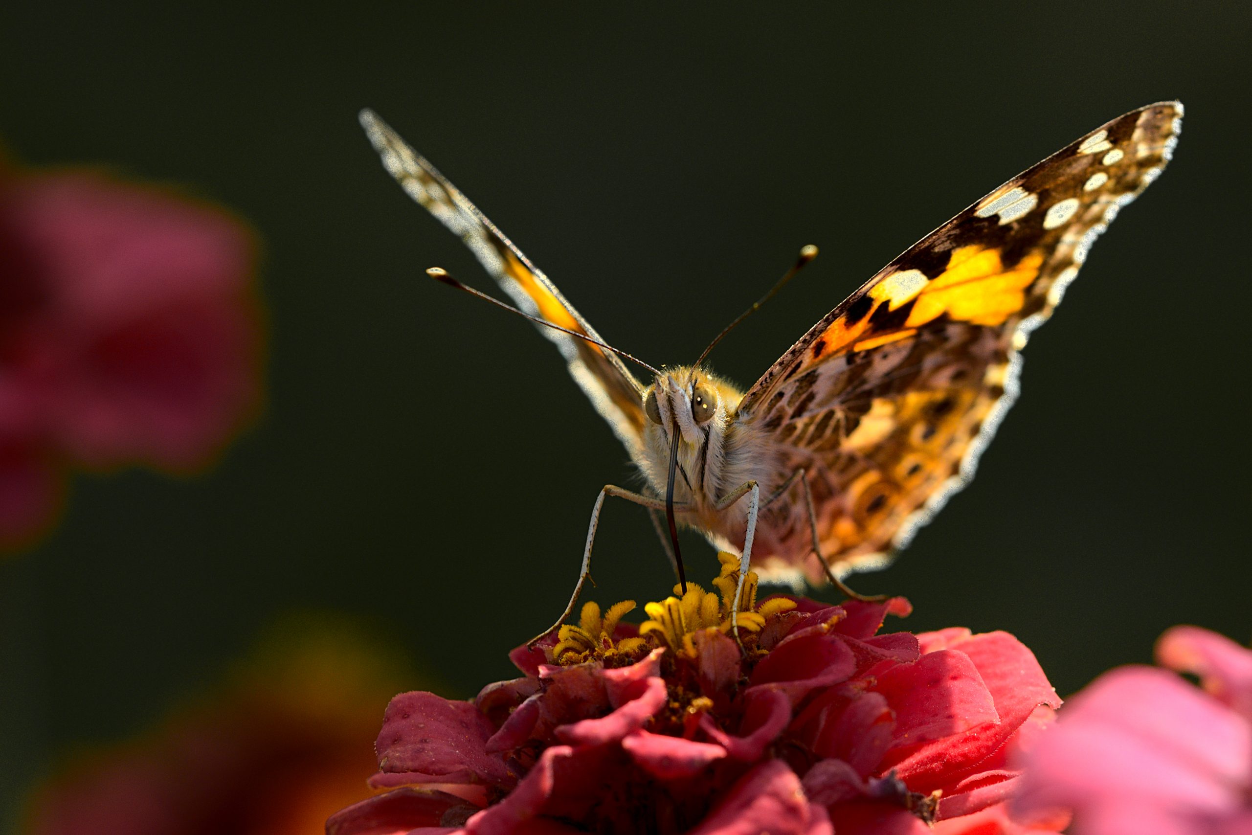 Dr. René Kanzler, Butterfly